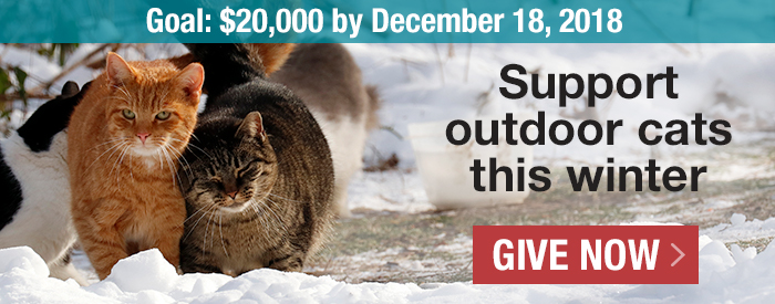 Give outdoor cats a helping paw this winter. Help us reach our goal of $20,000 by Dec. 18. Donate today!