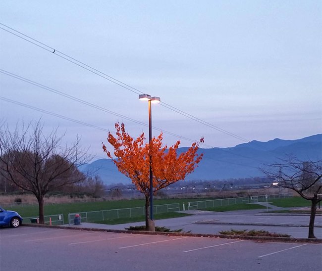 Trong khi những cây bên cạnh đã bỏ cuộc vì mùa đông lạnh giá, cây lá đỏ này vẫn hiên ngang vì được đèn đường chiếu sáng để phát triển