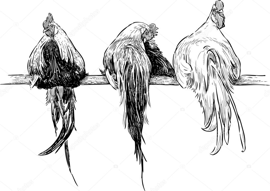 https://st2.depositphotos.com/3421809/8085/v/950/depositphotos_80855484-stock-illustration-roosters-at-roost.jpg