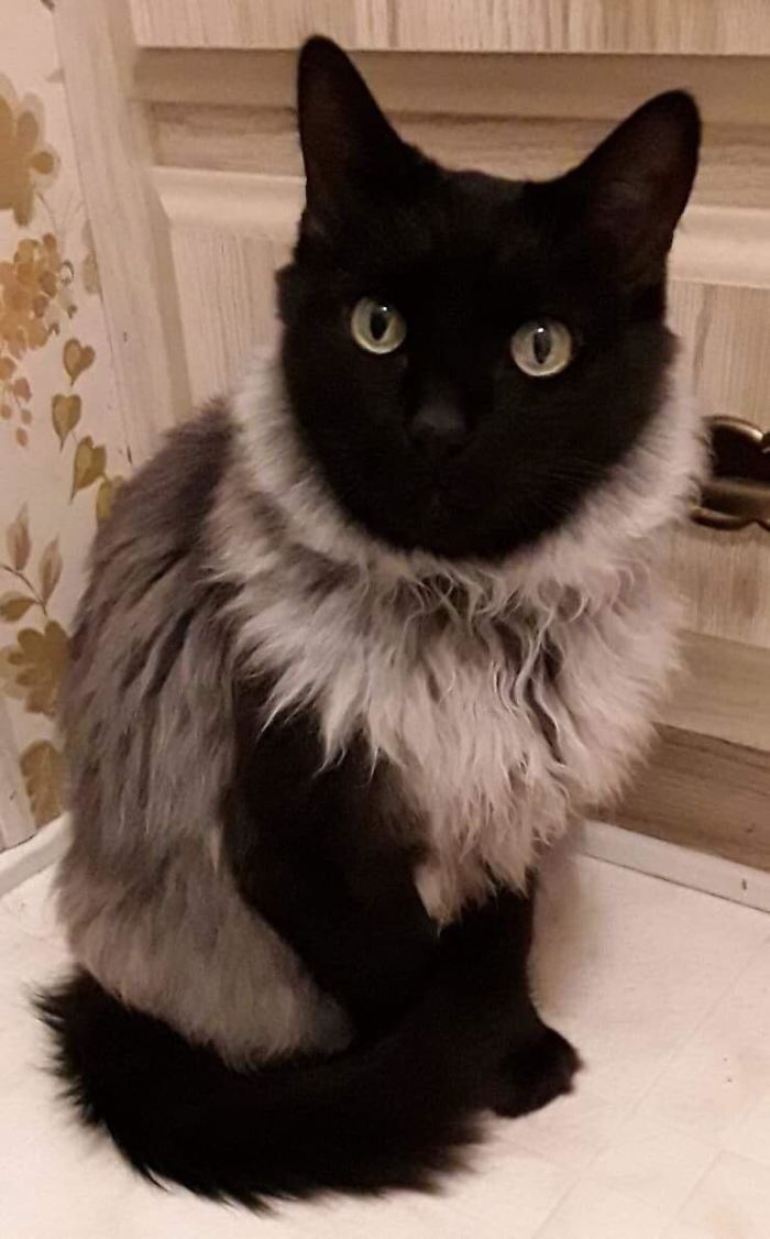 My Momâ€™s Cat Looks Like Sheâ€™s Wearing A Fancy Sweater