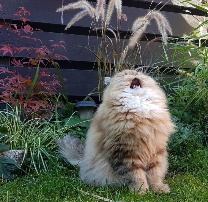 I Shall Sing You The Song Of My People