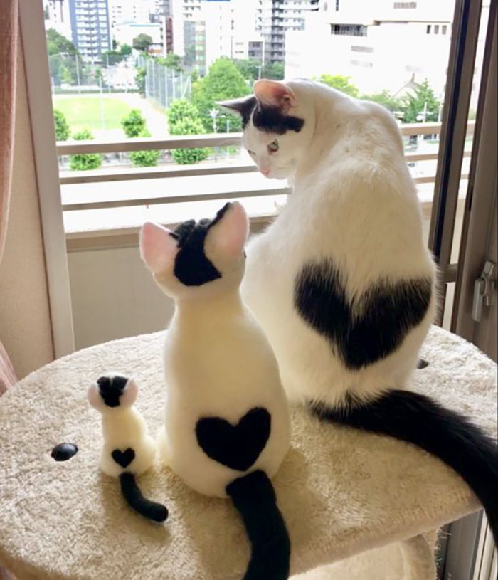 This Cat Has A Heart-Shaped Marking 