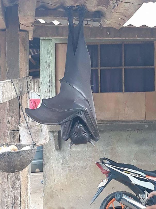 What Do You Do When You See A Flying Fox In Your Backyard? (The Philippines)