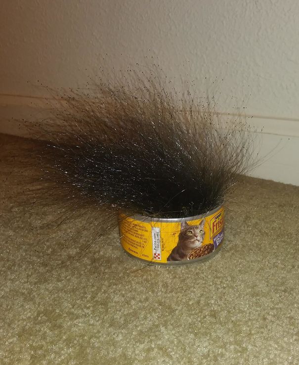 Weird Mold Growing Out Of Cat Food Can I Left In An Empty Room For 10 Days