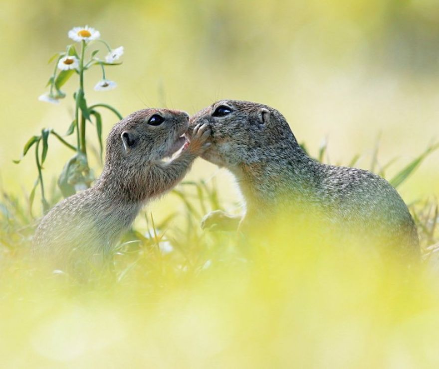 Image result for A ground squirrel that enjoys sniffing a flower, a hamster climbing up a blackberry branch or a red squirrel trying to reach for a walnut - each of his images tells a story and evokes emotions.