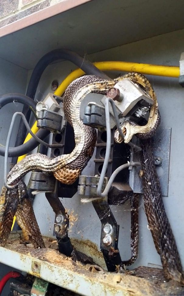 Snake Was Electrocuted Then Bitten By Another Snake, Which Was Also Electrocuted
