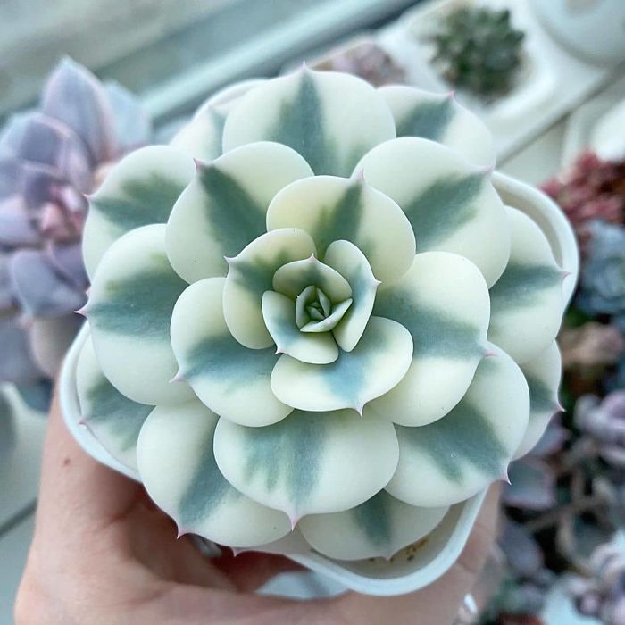 Echeveria Echeveria