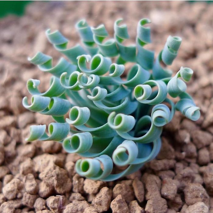 Albuca Albuca