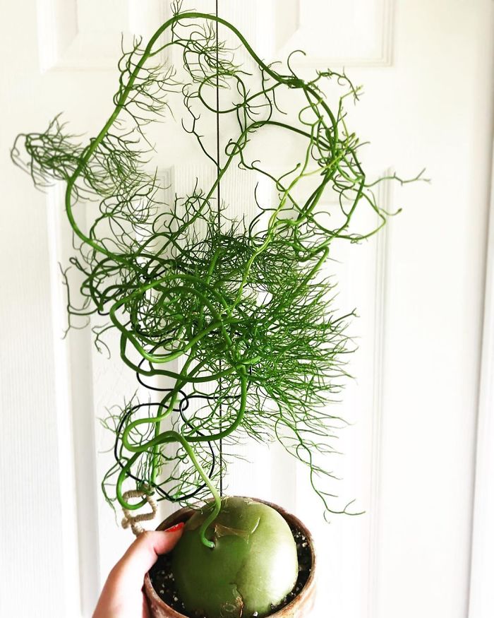 Bowiea Volubulis Bowiea Volubulis