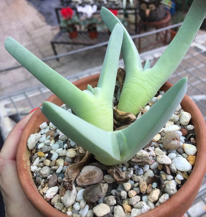 Unusual Succulent