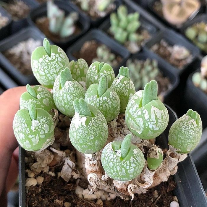 Klubrostok Klubrostok