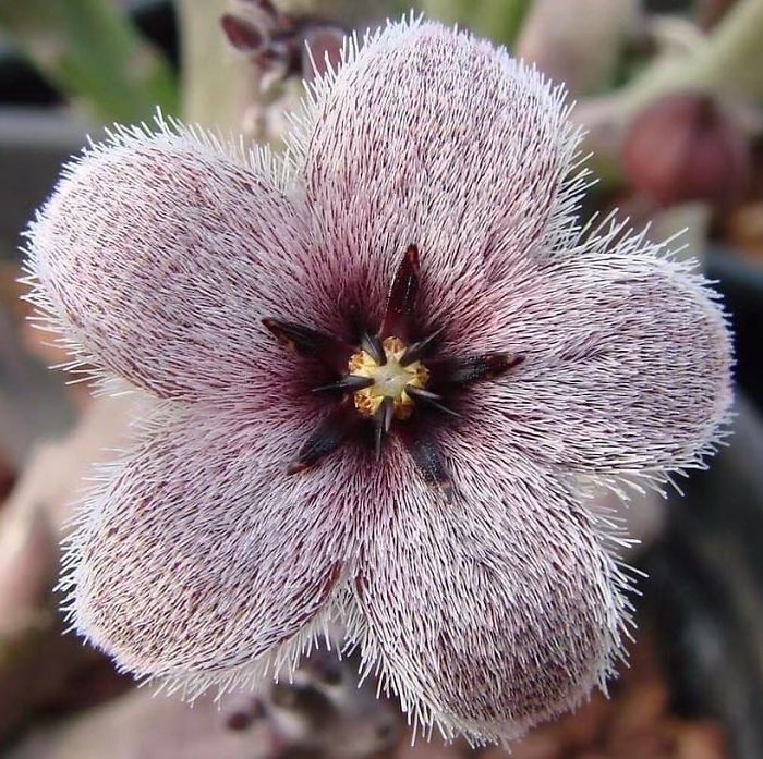 Stapelia Stapelia
