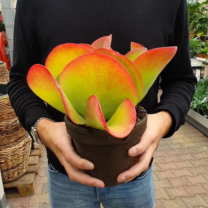 Kalanchoe Kalanchoe