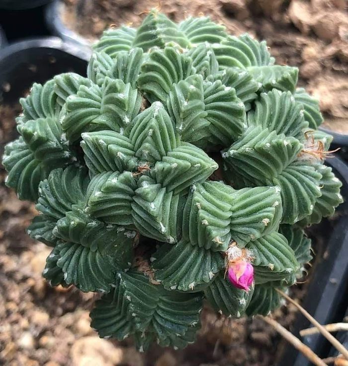 Aztekium Aztekium