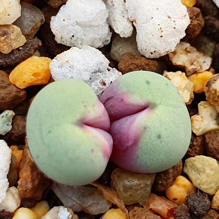 Pageae Pageae
