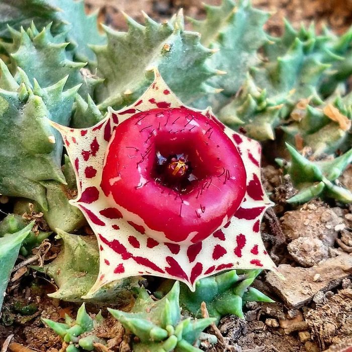 Stapelia Stapelia