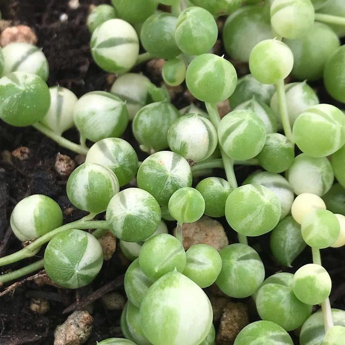 Stringofpearls Stringofpearls