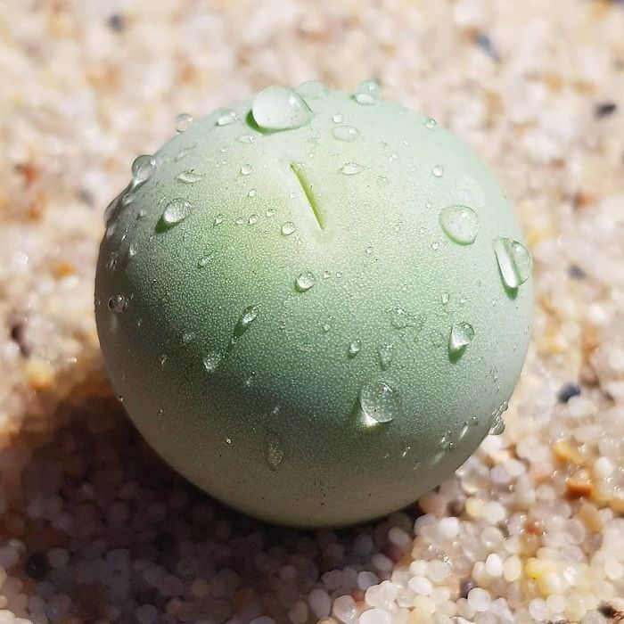 Lithops Lithops