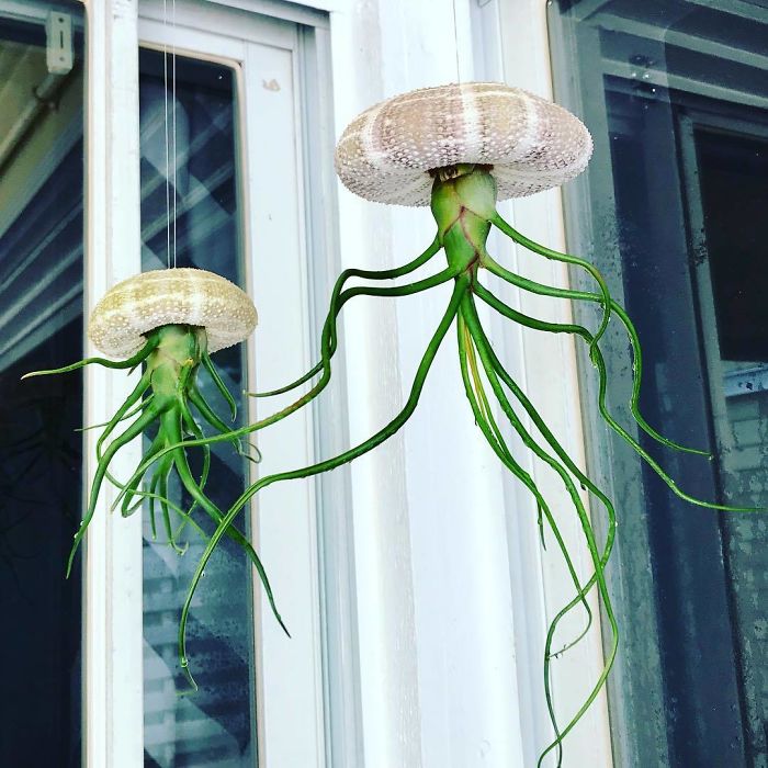Unusual Succulent Unusual Succulent
