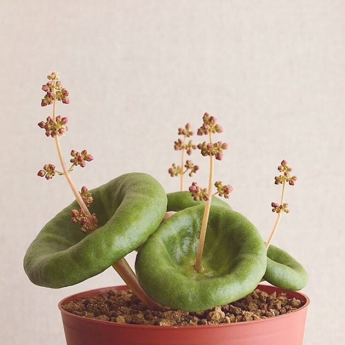 Crassula Umbella