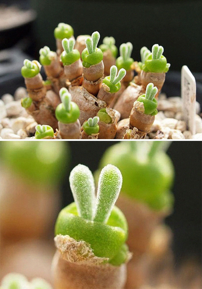 Bunny Succulents Bunny Succulents