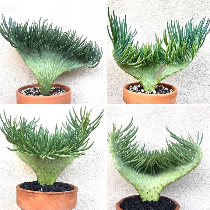Mermaid Tail Succulent Mermaid Tail Succulent