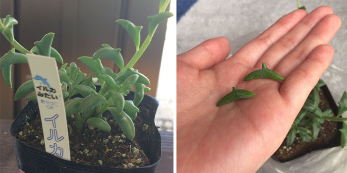 Dolphin Succulents Dolphin Succulents