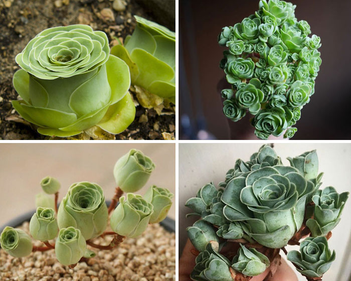 Rose Succulents Rose Succulents
