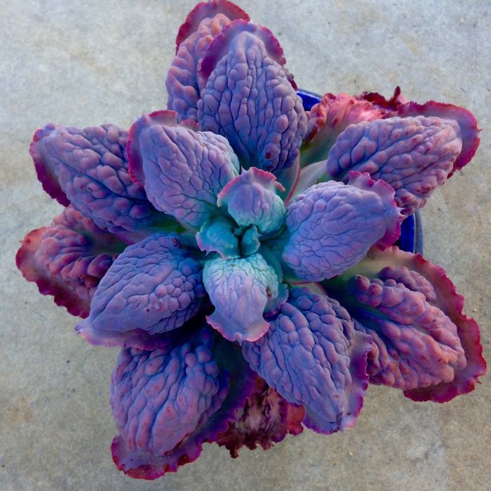 Succulent Succulent