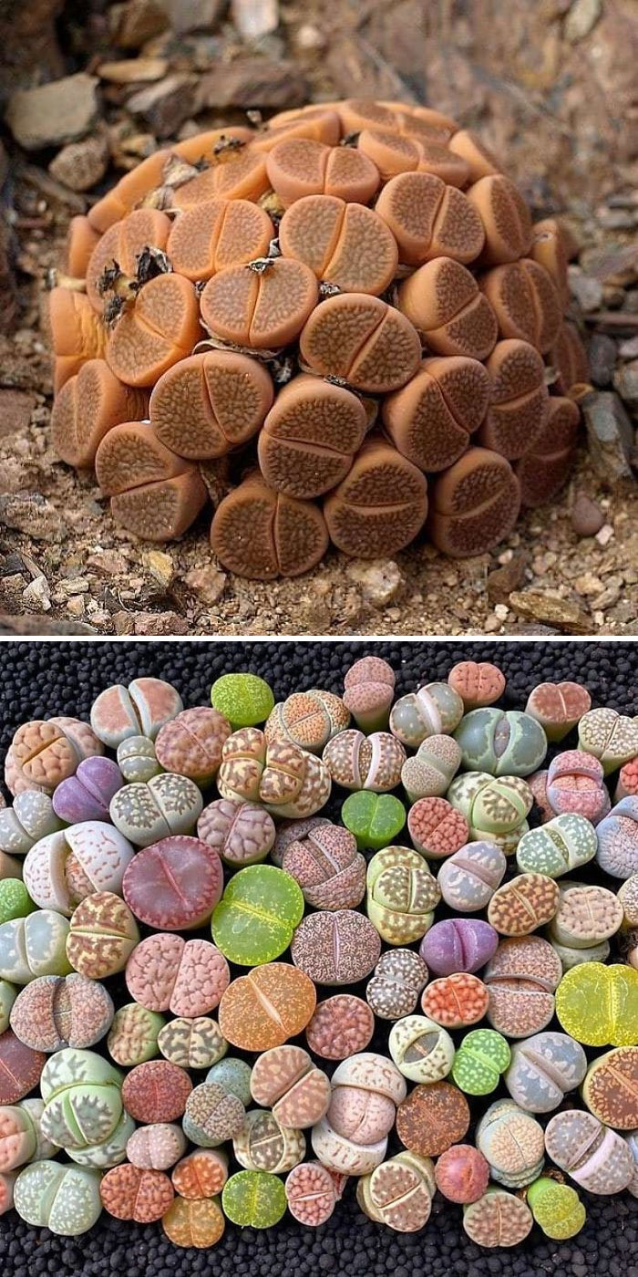 Lithops Lithops