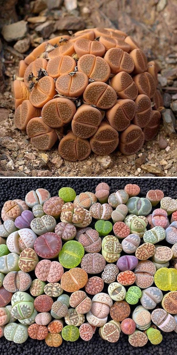 Lithops