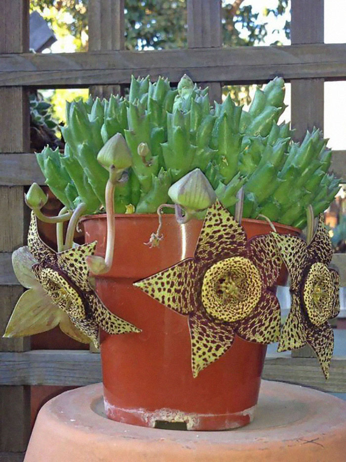 Orbea Variegata (Starfish Plant) Orbea Variegata (Starfish Plant)
