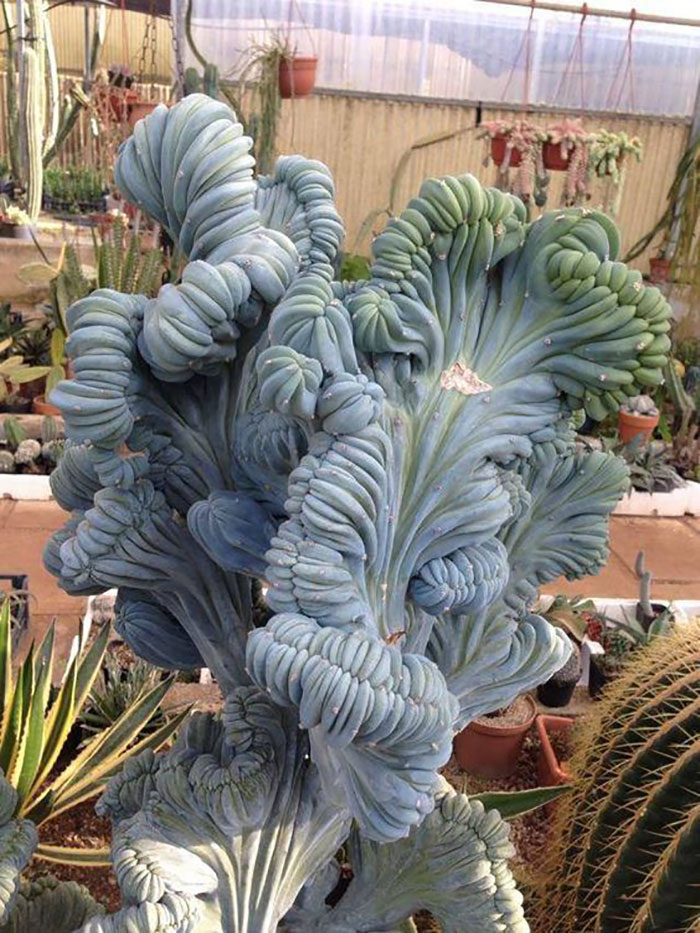 Myrtillocactus Geometrizans Succulent Myrtillocactus Geometrizans Succulent