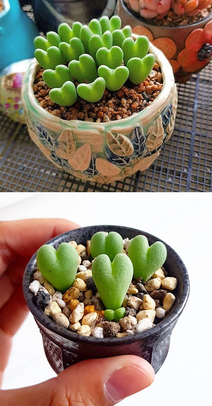Conophytum Bilobum Conophytum Bilobum