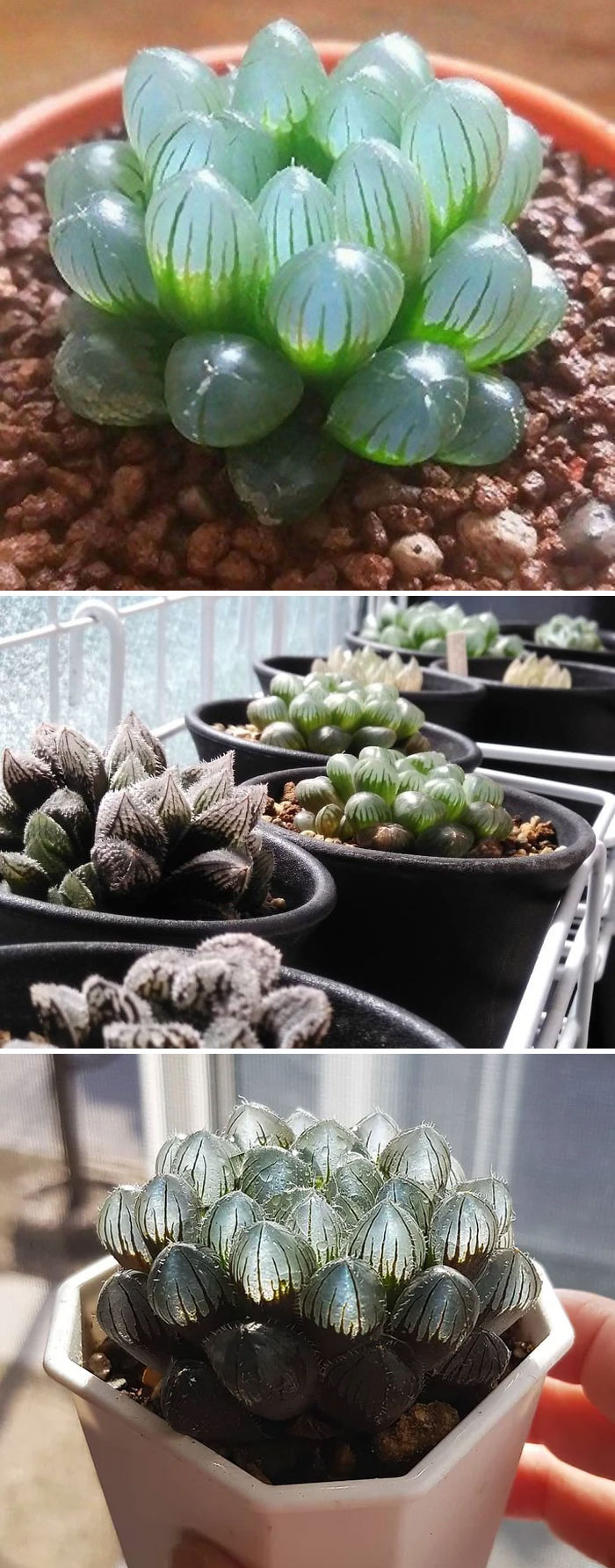 Clear Succulent Plant