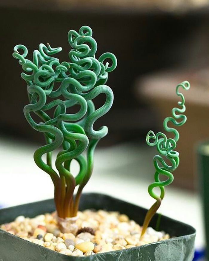 Trachyandra Trachyandra