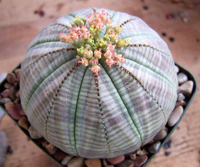 Euphorbia Euphorbia