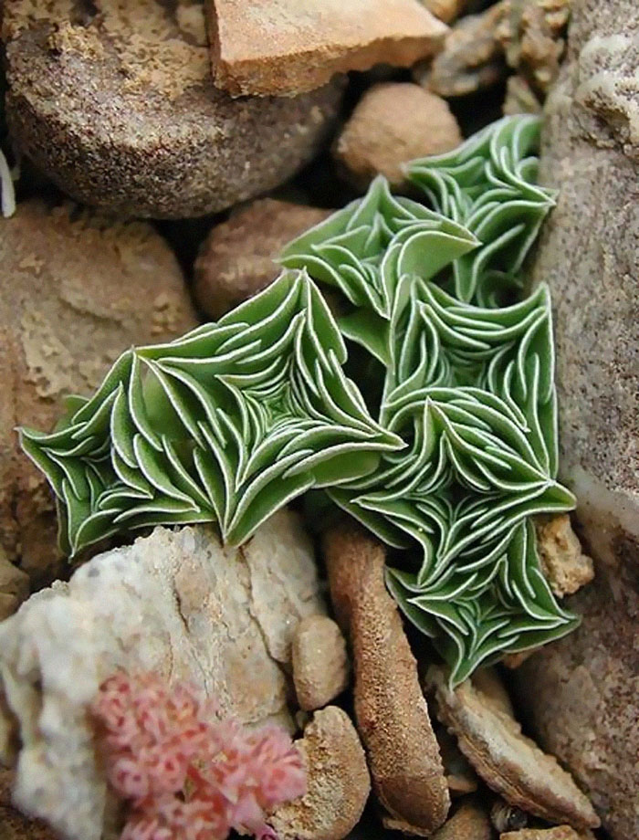 Gentiana Urnula Gentiana Urnula