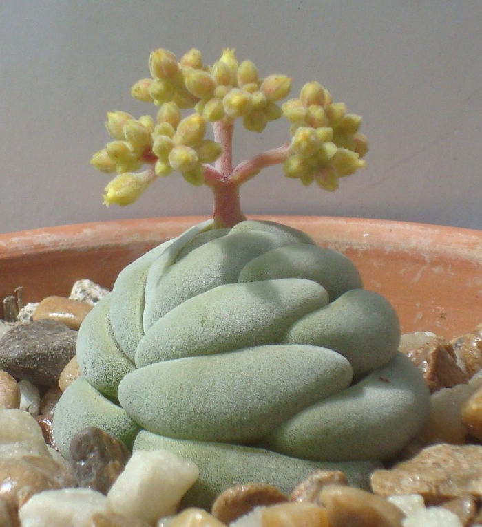 Unusual Succulent