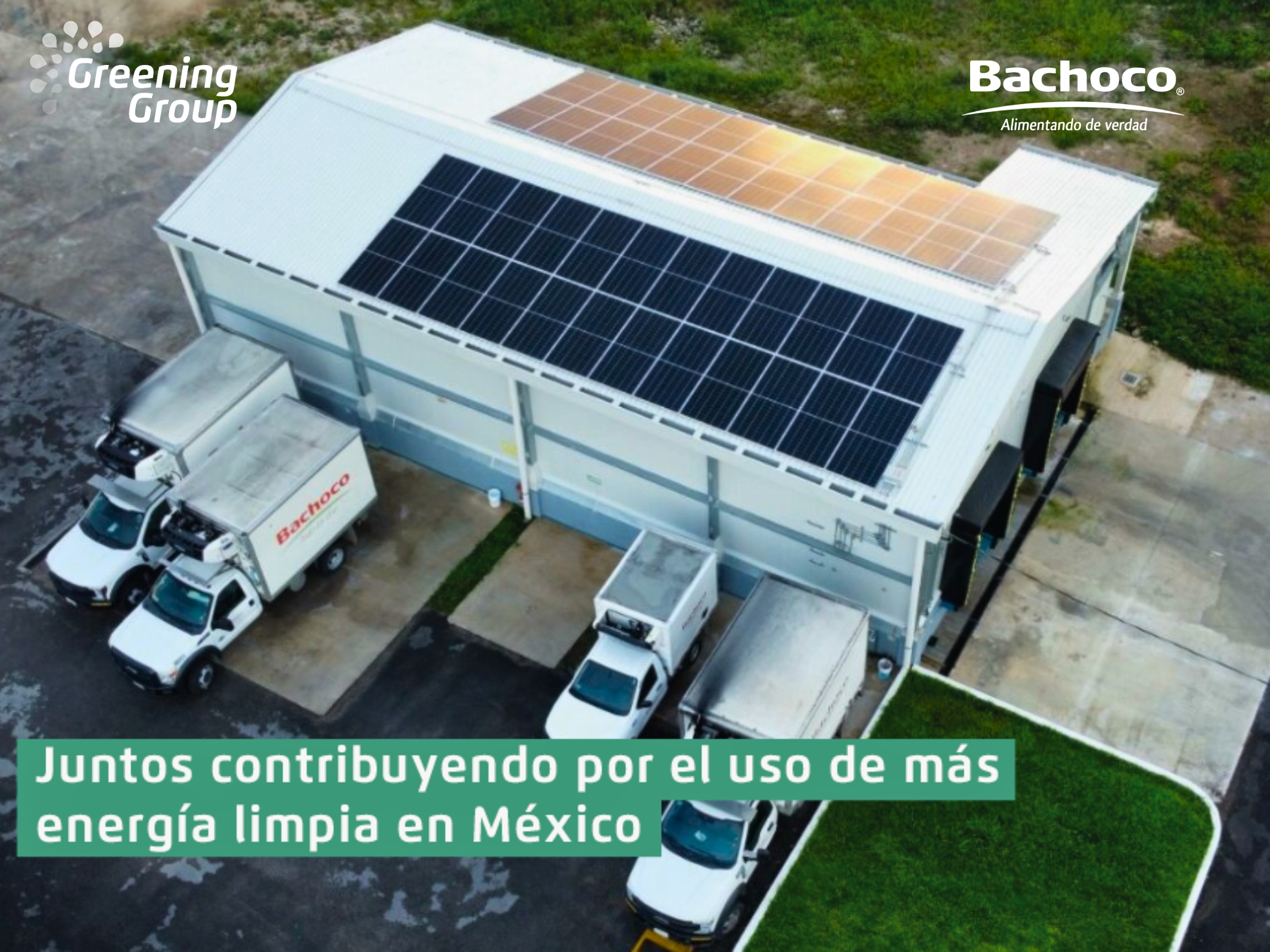 Greening_y_bachoco