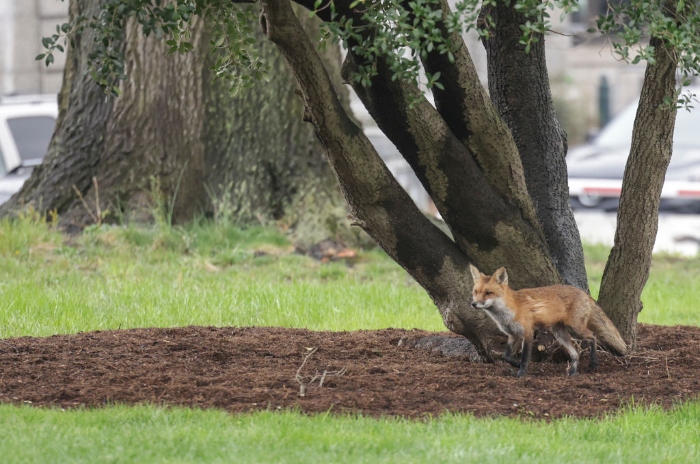 A fox walks near Upper Senate Park on the grounds of the U.S. Capitol.