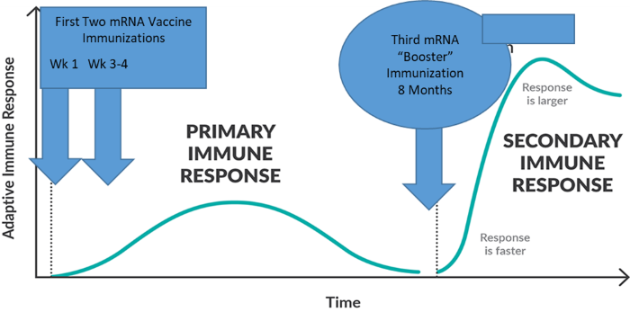 Nightly 11-17-21 graphic Graphic of immune response over time of mRNA vaccines