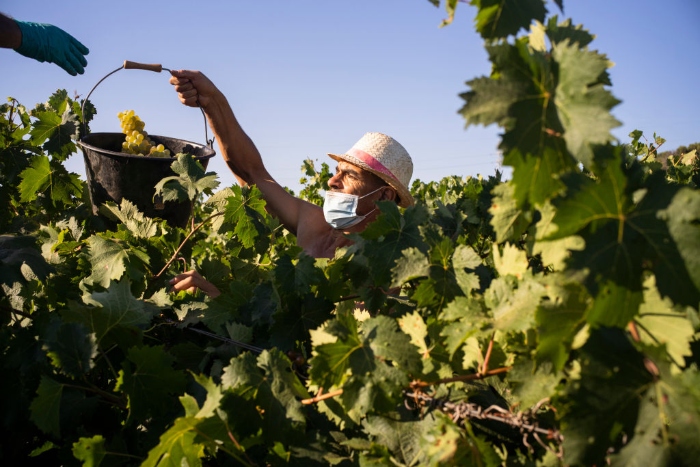 A worker carries picked grapes during harvest at the Chateau de Jasson vineyard in La Londe les Maures, France. 