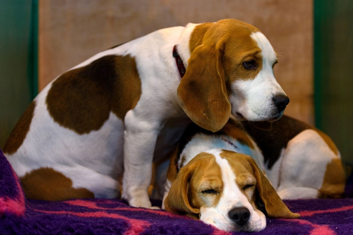 Nightly 11-12-21 photo 3 A pair of beagles