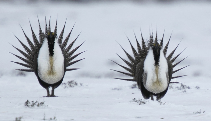 Male Greater Sage Grouse perform their mating ritual on a lake near Walden, Colo. | AP Photo