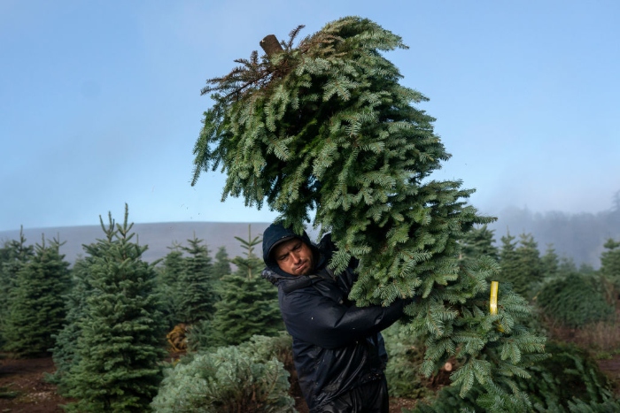 Nightly 11-24-21 photo 2 A worker carries cut Christmas trees at Noble Mountain Tree Farm in Salem, Ore.