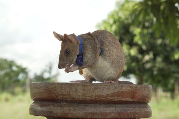 Magawa wearing his gold medal from the People’s Dispensary for Sick Animals, a British charity, on Friday.