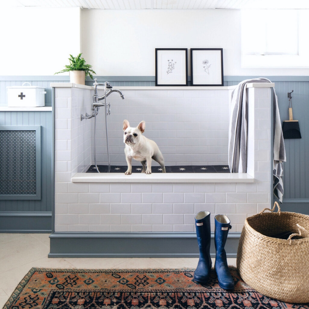 A small white bulldog stands in a white-tiled dog shower.
