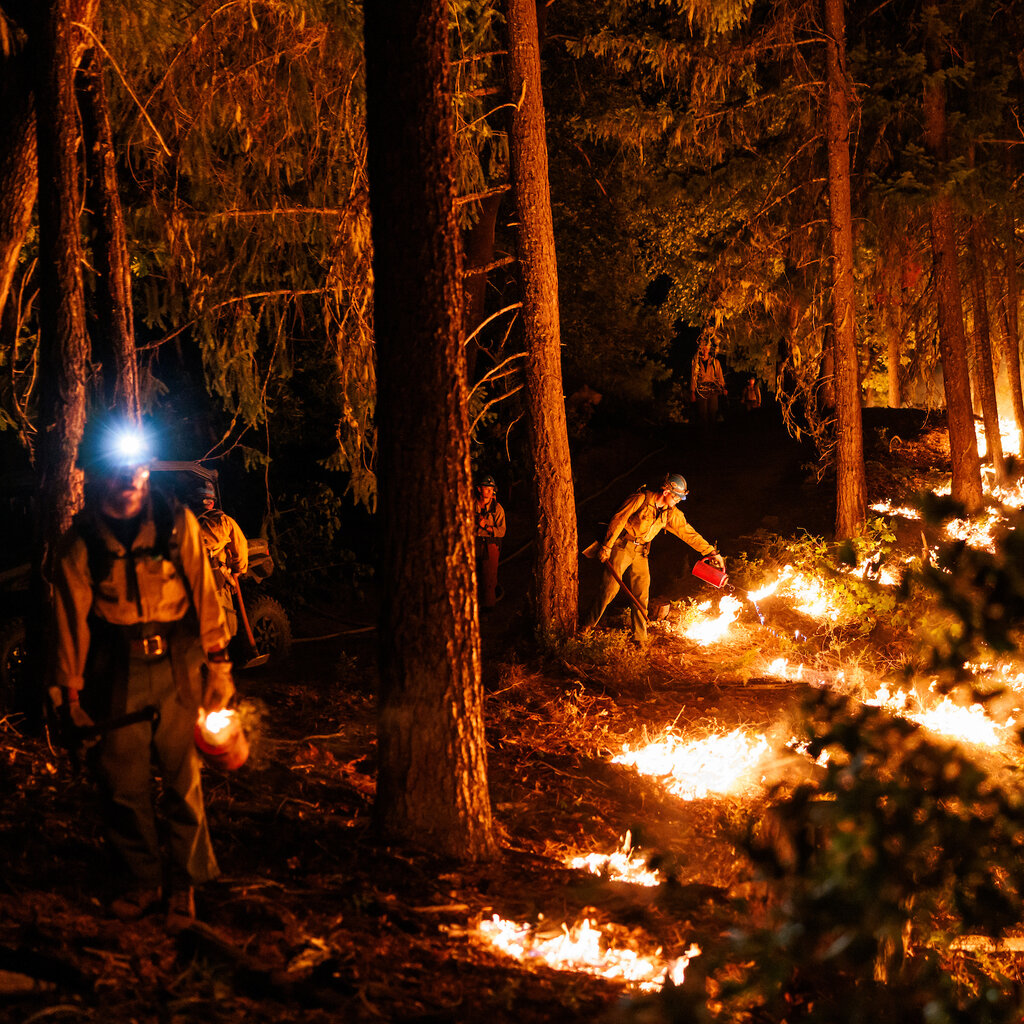 A firefighter, in a burning forest at night, pours a red canister on flames