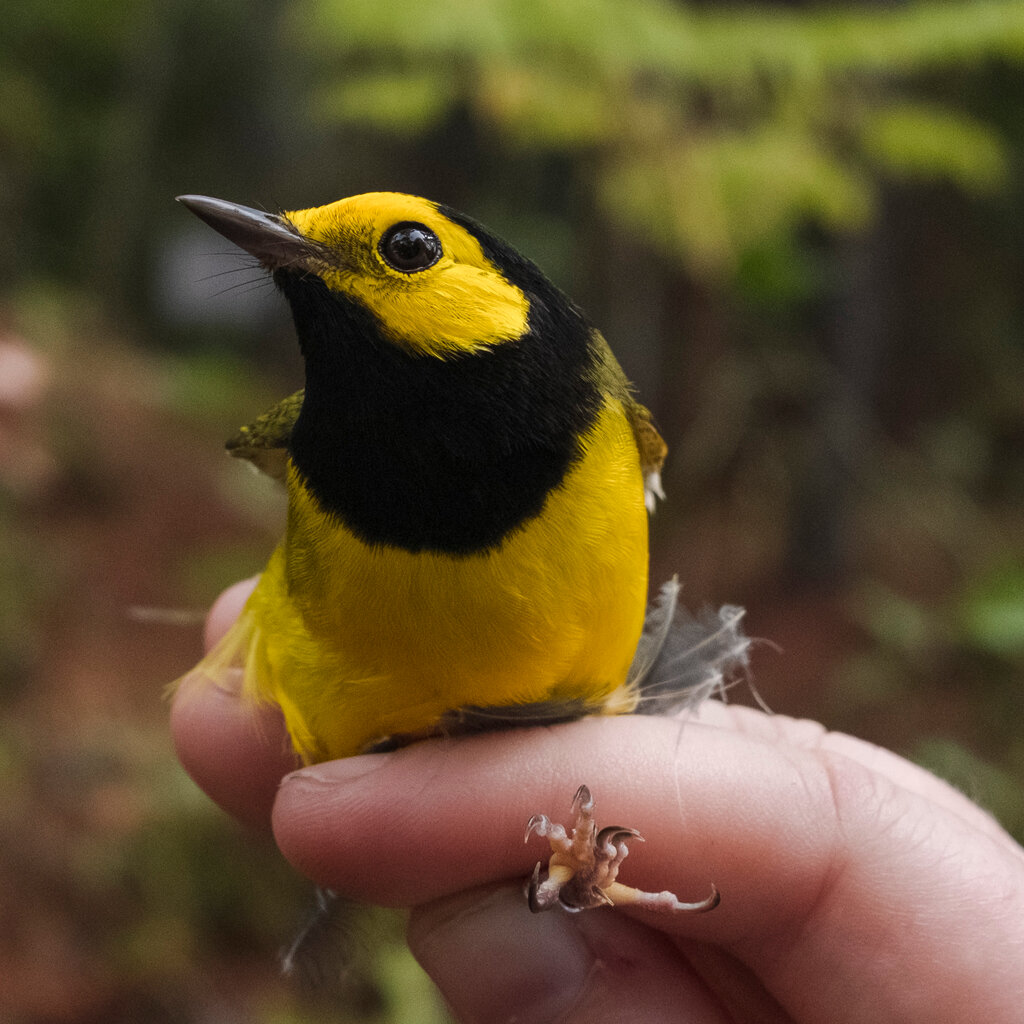 A close-up view of a small yellow and black bird perched on a hand.
